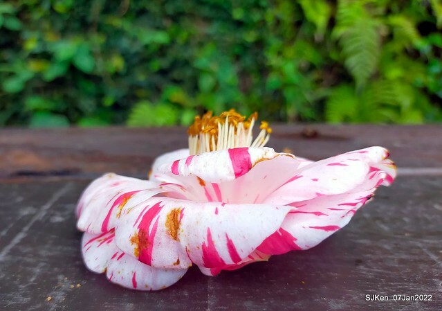 2022「花IN台北」台北花季花卉試驗中心茶花展(2022 Camillia exhibition), Taipei, Taiwan, SJKen,Jan 7,  2022.