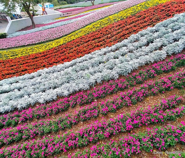 Park blossoms at「 北投社三層崎公園」, Taipei, Taiwan, SJKen, Jan 19, 2022.