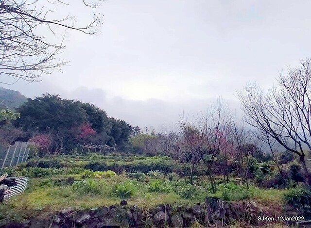 「風尾步道賞櫻」(Cherry blossoms at Windtail, Yangming mountain, Taipei, Taiwan, SJKen, Jan 12, 2022.