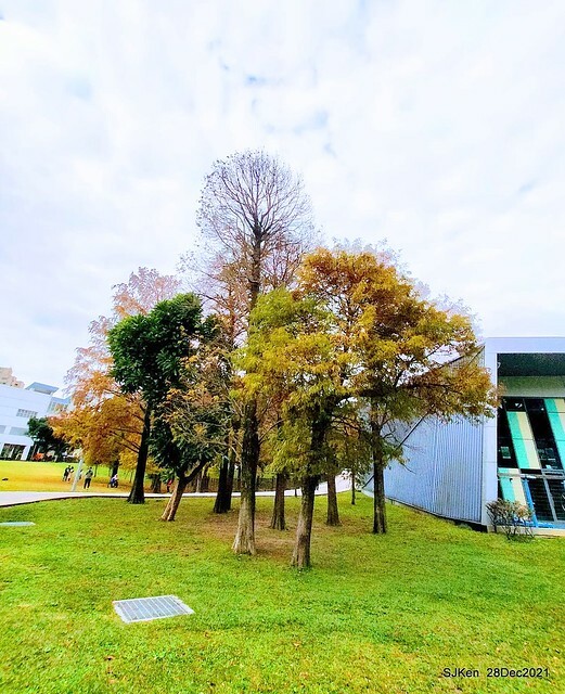 Larix pine & water birds at Big lake garden, Taipei, Taiwan, SJKen, Dec 28, 2021.