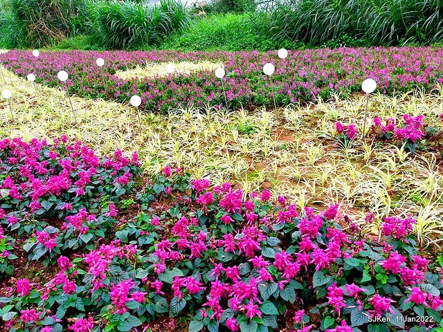 成美左岸河濱公園花海(Flower blossoms of Cheng-Me riverbank garden), Taipei, Taiwan, SJKen, Jan 11, 2022.