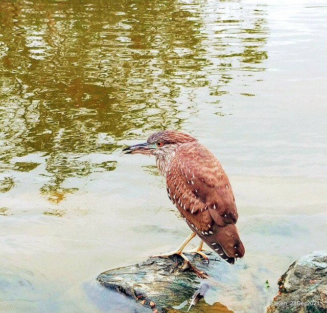 Larix pine & water birds at Big lake garden, Taipei, Taiwan, SJKen, Dec 28, 2021.