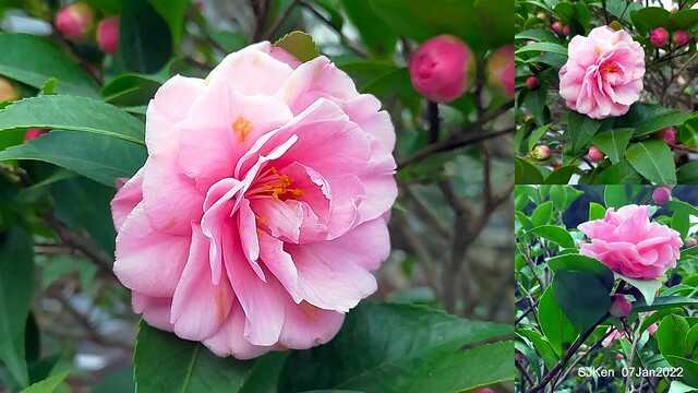 2022「花IN台北」台北花季花卉試驗中心茶花展(2022 Camillia exhibition), Taipei, Taiwan, SJKen,Jan 7,  2022.