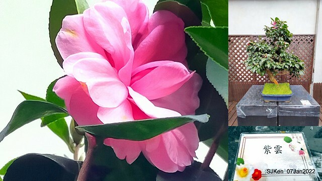 2022「花IN台北」台北花季花卉試驗中心茶花展(2022 Camillia exhibition), Taipei, Taiwan, SJKen,Jan 7,  2022.