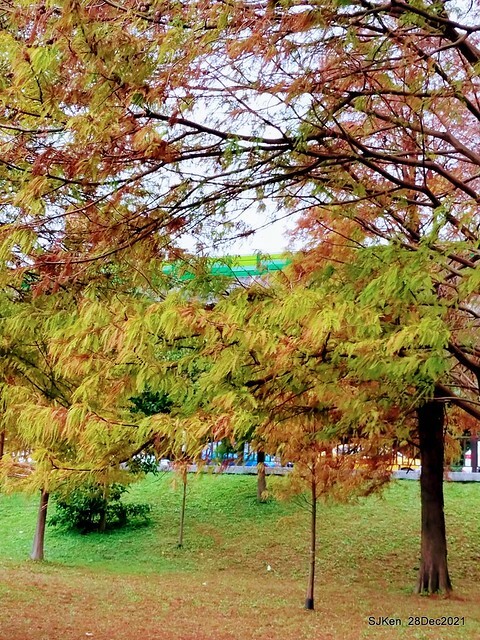 Larix pine & water birds at Big lake garden, Taipei, Taiwan, SJKen, Dec 28, 2021.