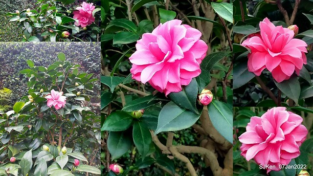 2022「花IN台北」台北花季花卉試驗中心茶花展(2022 Camillia exhibition), Taipei, Taiwan, SJKen,Jan 7,  2022.