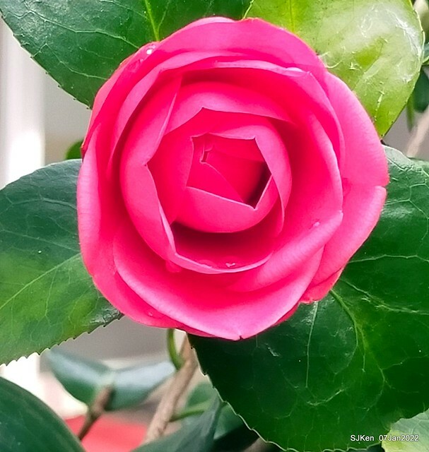 2022「花IN台北」台北花季花卉試驗中心茶花展(2022 Camillia exhibition), Taipei, Taiwan, SJKen,Jan 7,  2022.