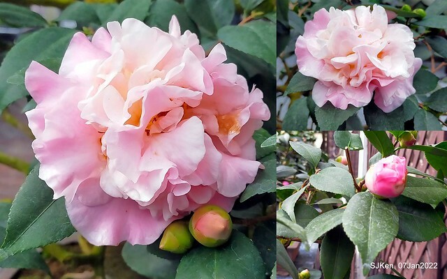 2022「花IN台北」台北花季花卉試驗中心茶花展(2022 Camillia exhibition), Taipei, Taiwan, SJKen,Jan 7,  2022.