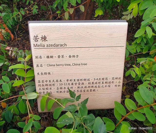 Park blossoms at「 北投社三層崎公園」, Taipei, Taiwan, SJKen, Jan 19, 2022.