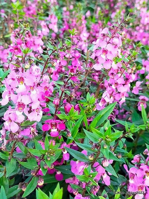 延平河濱公園花海(Flower blossoms of Yan-ping riverbank garden), Taipei, Taiwan, SJKen, Jan 5, 2022.