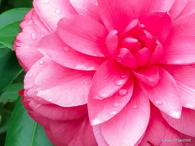 2022「花IN台北」台北花季花卉試驗中心茶花展(2022 Camillia exhibition), Taipei, Taiwan, SJKen,Jan 7,  2022.