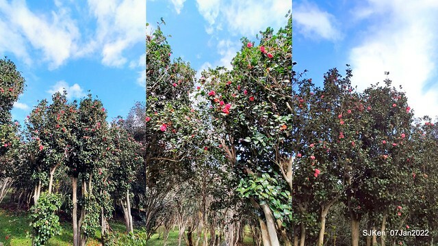 2022「花IN台北」台北花季花卉試驗中心茶花展(2022 Camillia exhibition), Taipei, Taiwan, SJKen,Jan 7,  2022.