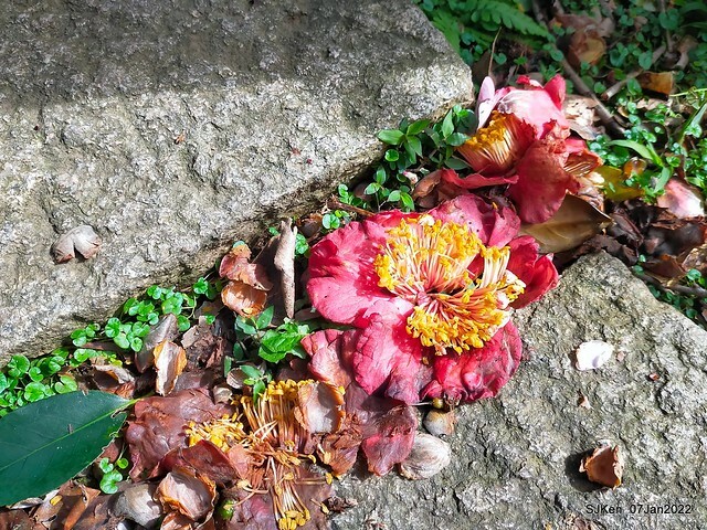 2022「花IN台北」台北花季花卉試驗中心茶花展(2022 Camillia exhibition), Taipei, Taiwan, SJKen,Jan 7,  2022.