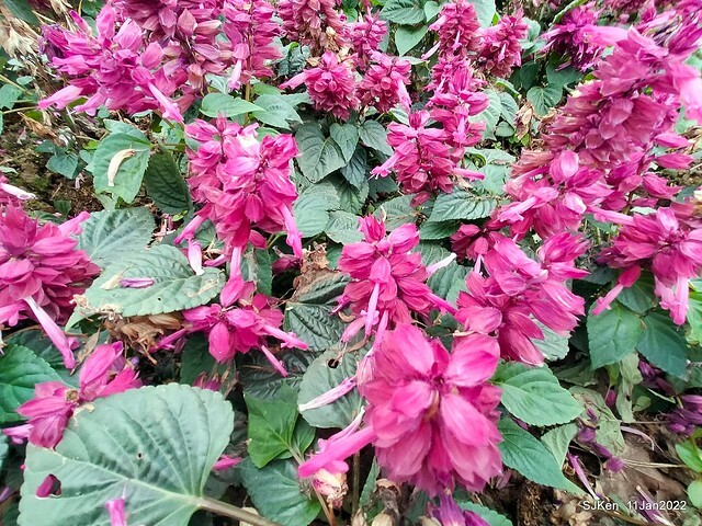 成美左岸河濱公園花海(Flower blossoms of Cheng-Me riverbank garden), Taipei, Taiwan, SJKen, Jan 11, 2022.