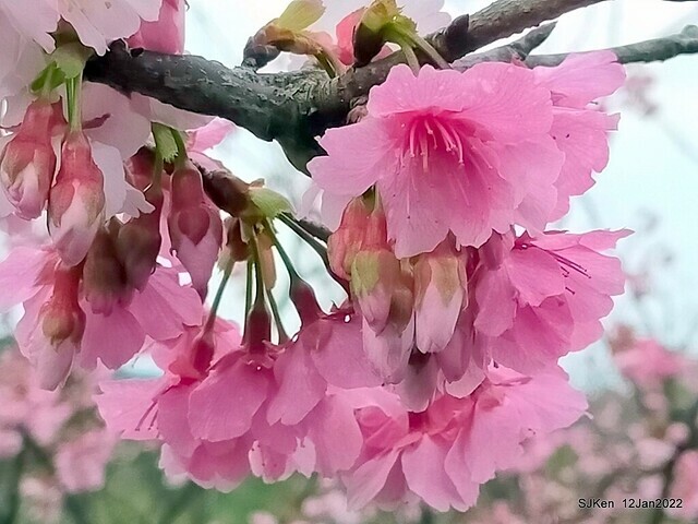 「風尾步道賞櫻」(Cherry blossoms at Windtail, Yangming mountain, Taipei, Taiwan, SJKen, Jan 12, 2022.