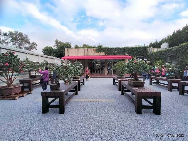 2022「花IN台北」台北花季花卉試驗中心茶花展(2022 Camillia exhibition), Taipei, Taiwan, SJKen,Jan 7,  2022.