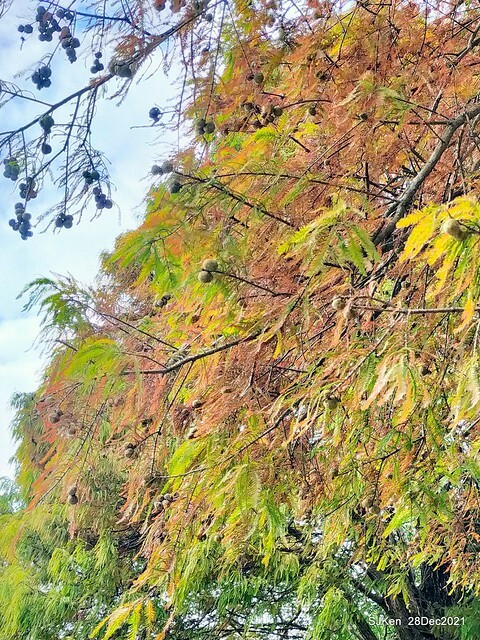 Larix pine & water birds at Big lake garden, Taipei, Taiwan, SJKen, Dec 28, 2021.