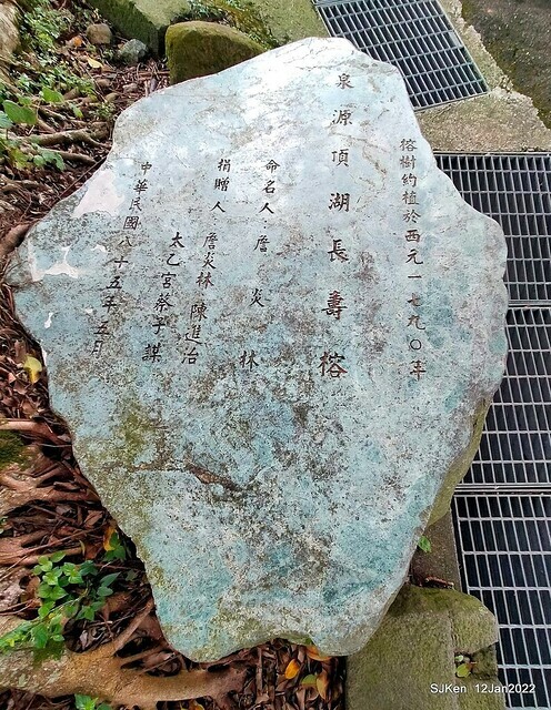 「風尾步道賞櫻」(Cherry blossoms at Windtail, Yangming mountain, Taipei, Taiwan, SJKen, Jan 12, 2022.