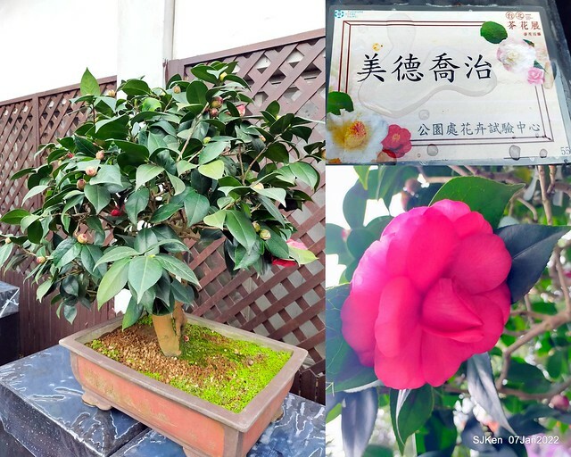2022「花IN台北」台北花季花卉試驗中心茶花展(2022 Camillia exhibition), Taipei, Taiwan, SJKen,Jan 7,  2022.
