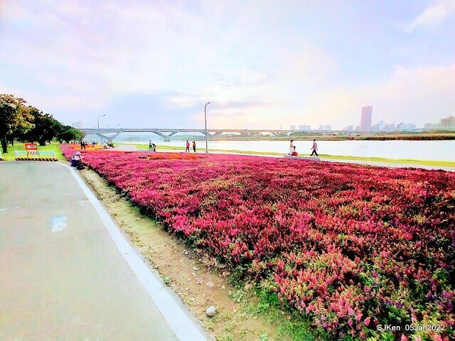 延平河濱公園花海(Flower blossoms of Yan-ping riverbank garden), Taipei, Taiwan, SJKen, Jan 5, 2022.