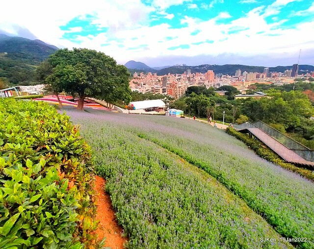 Park blossoms at「 北投社三層崎公園」, Taipei, Taiwan, SJKen, Jan 19, 2022.