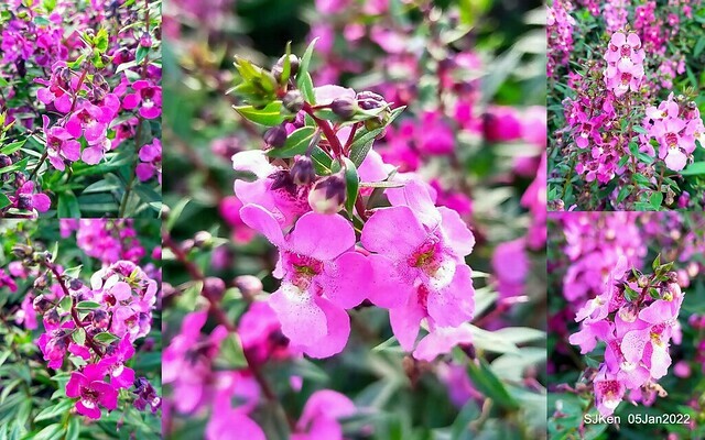 延平河濱公園花海(Flower blossoms of Yan-ping riverbank garden), Taipei, Taiwan, SJKen, Jan 5, 2022.