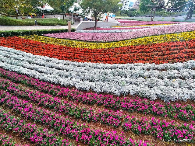 Park blossoms at「 北投社三層崎公園」, Taipei, Taiwan, SJKen, Jan 19, 2022.