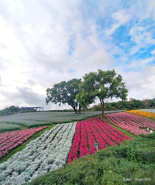Park blossoms at「 北投社三層崎公園」, Taipei, Taiwan, SJKen, Jan 19, 2022.