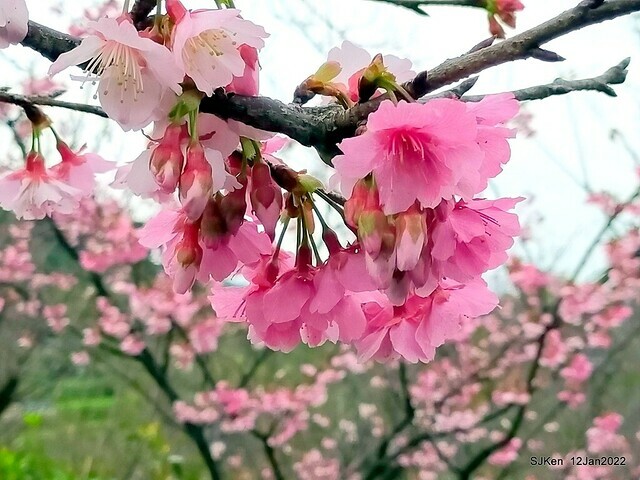「風尾步道賞櫻」(Cherry blossoms at Windtail, Yangming mountain, Taipei, Taiwan, SJKen, Jan 12, 2022.