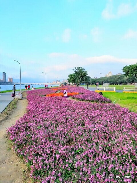 延平河濱公園花海(Flower blossoms of Yan-ping riverbank garden), Taipei, Taiwan, SJKen, Jan 5, 2022.