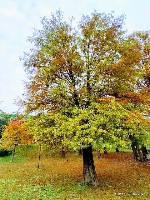 Larix pine & water birds at Big lake garden, Taipei, Taiwan, SJKen, Dec 28, 2021.