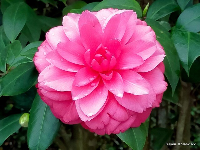 2022「花IN台北」台北花季花卉試驗中心茶花展(2022 Camillia exhibition), Taipei, Taiwan, SJKen,Jan 7,  2022.