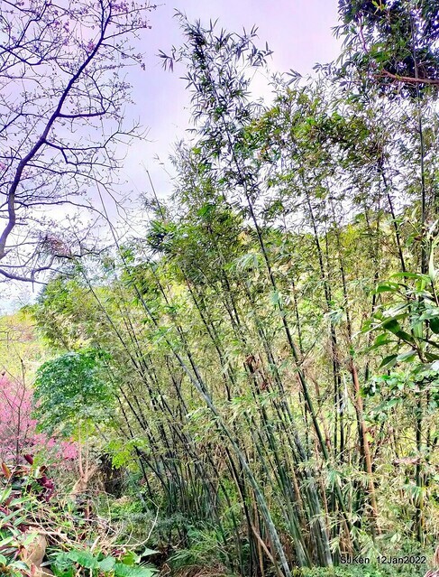 「風尾步道賞櫻」(Cherry blossoms at Windtail, Yangming mountain, Taipei, Taiwan, SJKen, Jan 12, 2022.