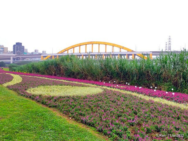 成美左岸河濱公園花海(Flower blossoms of Cheng-Me riverbank garden), Taipei, Taiwan, SJKen, Jan 11, 2022.