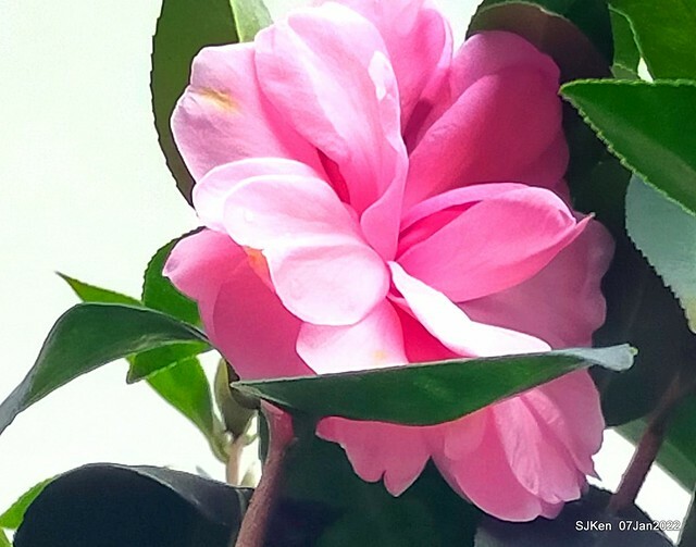 2022「花IN台北」台北花季花卉試驗中心茶花展(2022 Camillia exhibition), Taipei, Taiwan, SJKen,Jan 7,  2022.