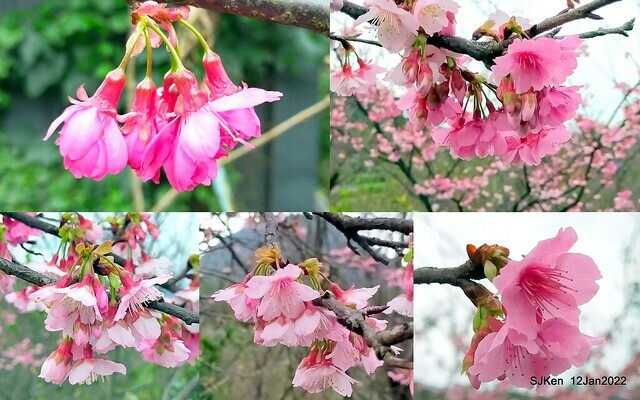 「風尾步道賞櫻」(Cherry blossoms at Windtail, Yangming mountain, Taipei, Taiwan, SJKen, Jan 12, 2022.