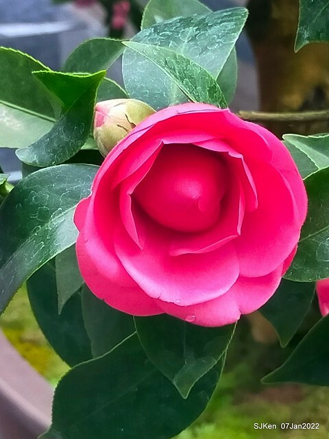 2022「花IN台北」台北花季花卉試驗中心茶花展(2022 Camillia exhibition), Taipei, Taiwan, SJKen,Jan 7,  2022.