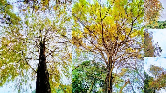 Larix pine & water birds at Big lake garden, Taipei, Taiwan, SJKen, Dec 28, 2021.