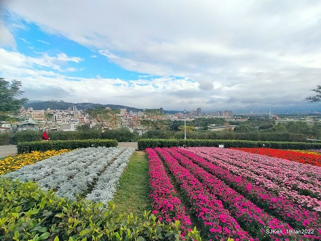 Park blossoms at「 北投社三層崎公園」, Taipei, Taiwan, SJKen, Jan 19, 2022.