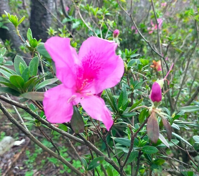 「風尾步道賞櫻」(Cherry blossoms at Windtail, Yangming mountain, Taipei, Taiwan, SJKen, Jan 12, 2022.