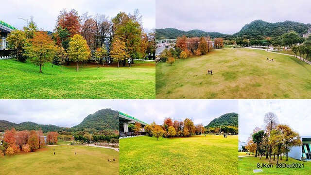 Larix pine & water birds at Big lake garden, Taipei, Taiwan, SJKen, Dec 28, 2021.
