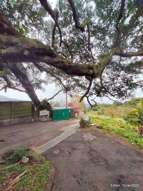 「風尾步道賞櫻」(Cherry blossoms at Windtail, Yangming mountain, Taipei, Taiwan, SJKen, Jan 12, 2022.