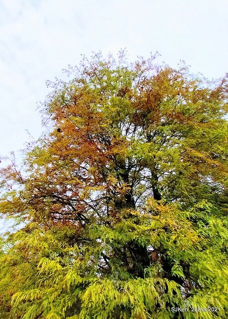 Larix pine & water birds at Big lake garden, Taipei, Taiwan, SJKen, Dec 28, 2021.