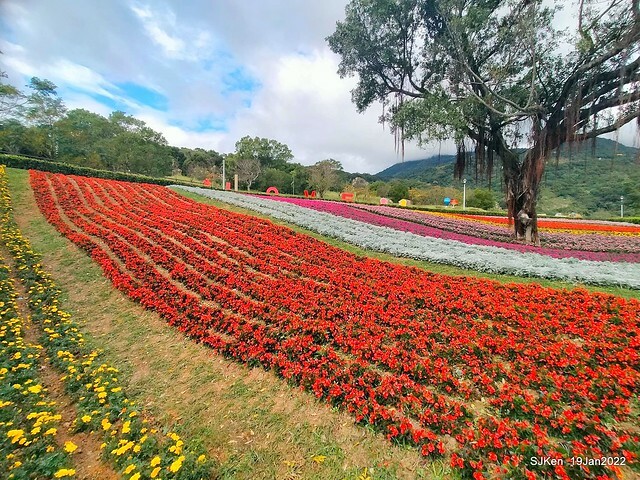Park blossoms at「 北投社三層崎公園」, Taipei, Taiwan, SJKen, Jan 19, 2022.