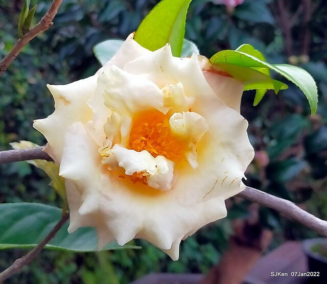 2022「花IN台北」台北花季花卉試驗中心茶花展(2022 Camillia exhibition), Taipei, Taiwan, SJKen,Jan 7,  2022.