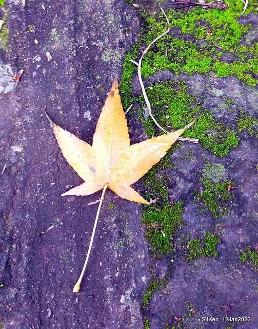 「風尾步道賞櫻」(Cherry blossoms at Windtail, Yangming mountain, Taipei, Taiwan, SJKen, Jan 12, 2022.