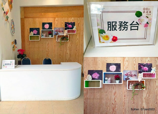 2022「花IN台北」台北花季花卉試驗中心茶花展(2022 Camillia exhibition), Taipei, Taiwan, SJKen,Jan 7,  2022.