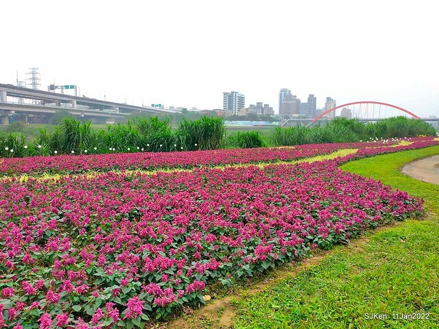 成美左岸河濱公園花海(Flower blossoms of Cheng-Me riverbank garden), Taipei, Taiwan, SJKen, Jan 11, 2022.