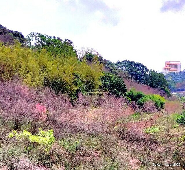 「風尾步道賞櫻」(Cherry blossoms at Windtail, Yangming mountain, Taipei, Taiwan, SJKen, Jan 12, 2022.