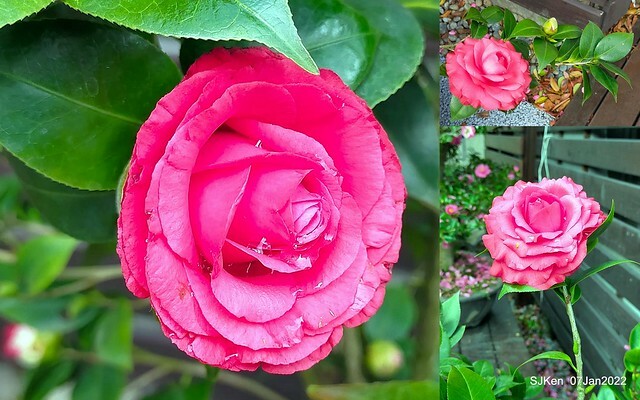 2022「花IN台北」台北花季花卉試驗中心茶花展(2022 Camillia exhibition), Taipei, Taiwan, SJKen,Jan 7,  2022.